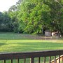 looking out back off of the deck. Yes, that's our back yard even past the fence.  The shed is ours too.